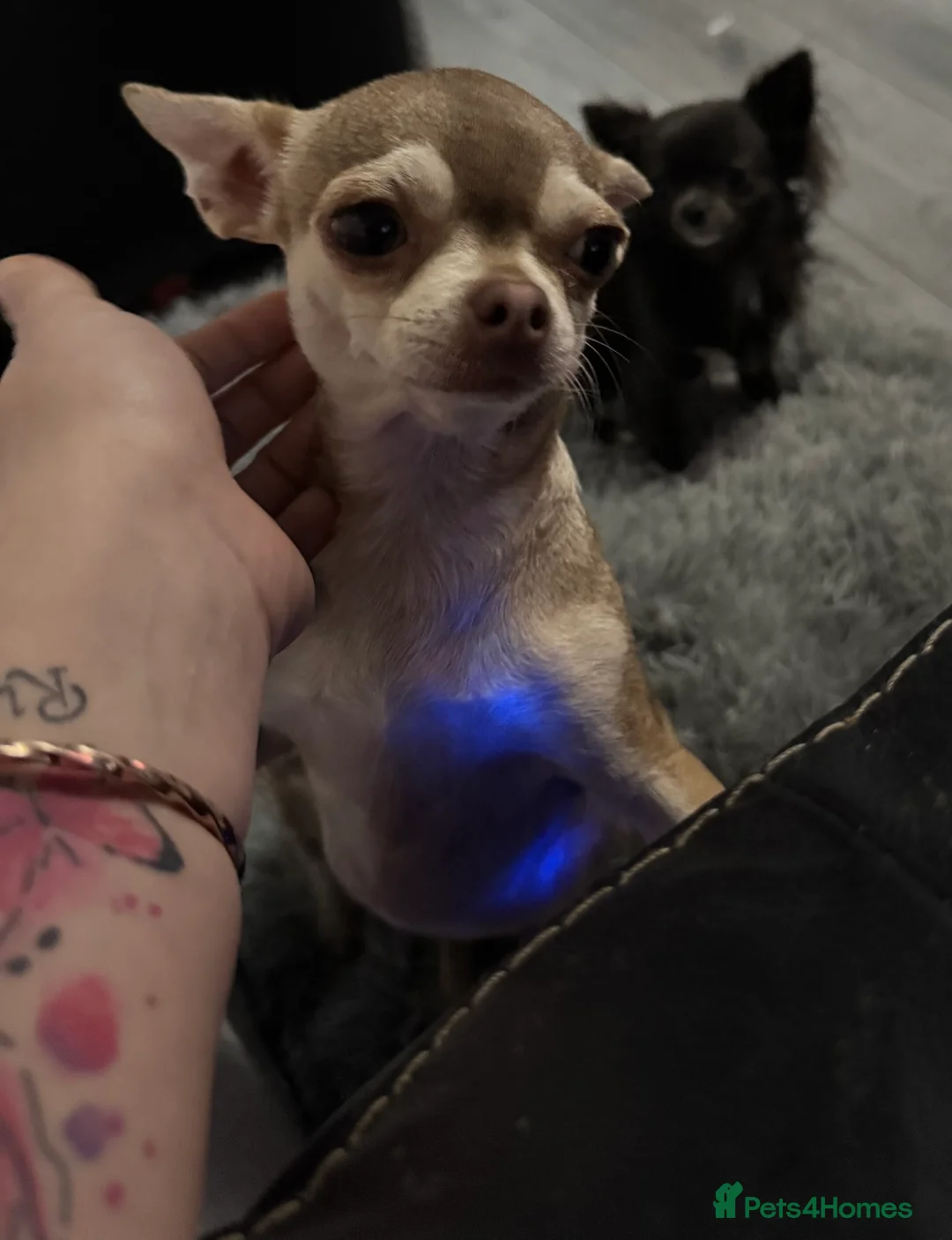 Chihuahua dogs for sale: Kc spayed female chihuahua.  - Advert 3