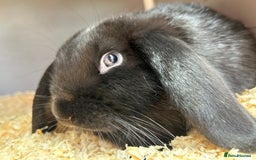English Lop rabbits for sale: Millie  - Advert 5