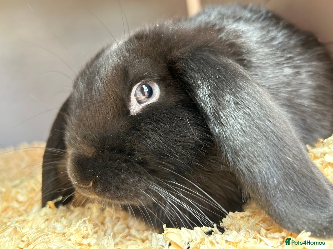 English Lop rabbits for sale: Millie  - Advert 5