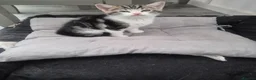 Mixed Breed cats for sale: Cute, Adorable kitten - Advert 7