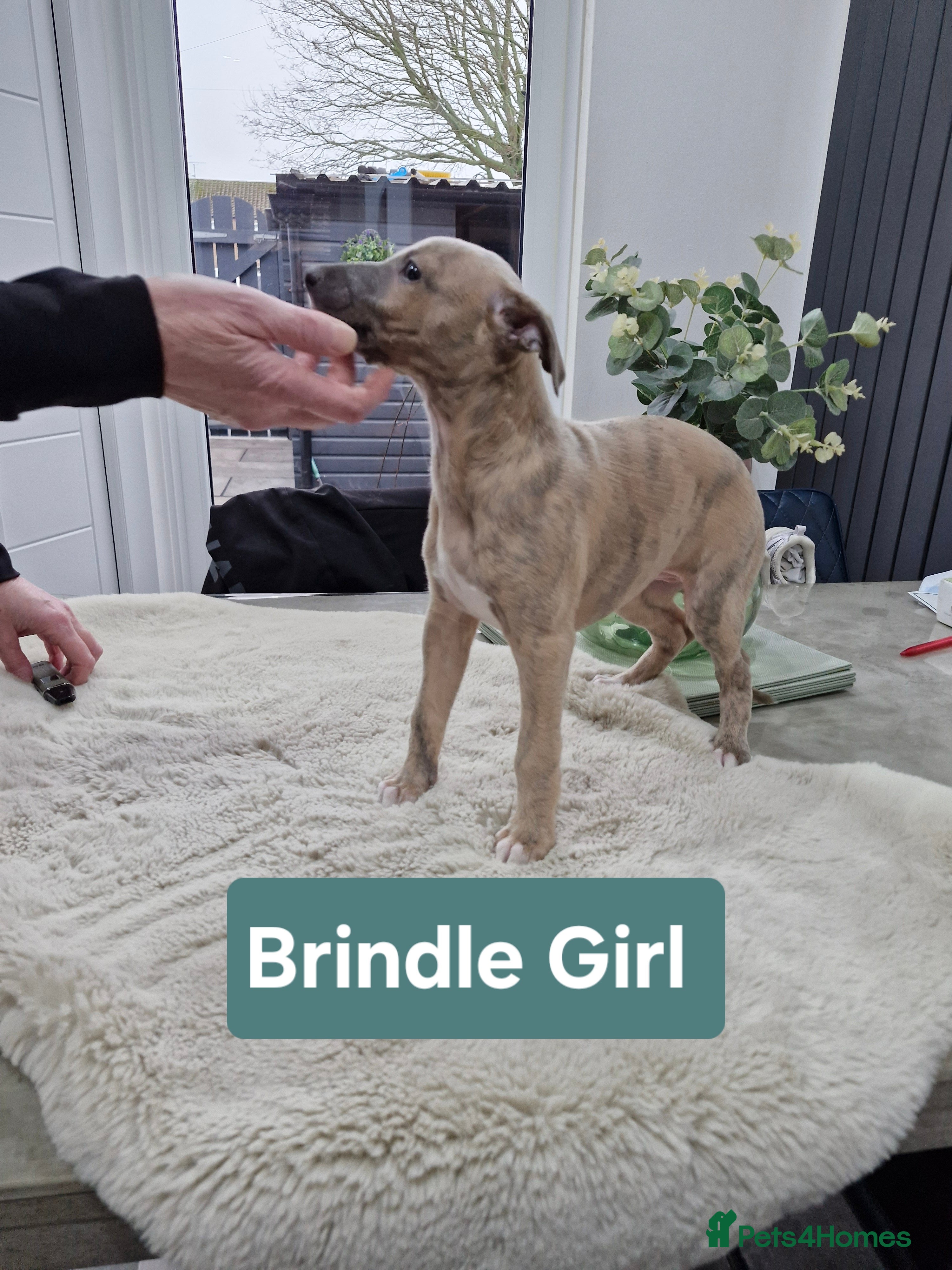 Whippet dogs KC Reg Whippet Puppies for sale  - Advert 1