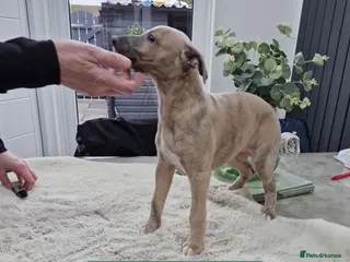 Whippet dogs KC Reg Whippet Puppies for sale - Advert 5
