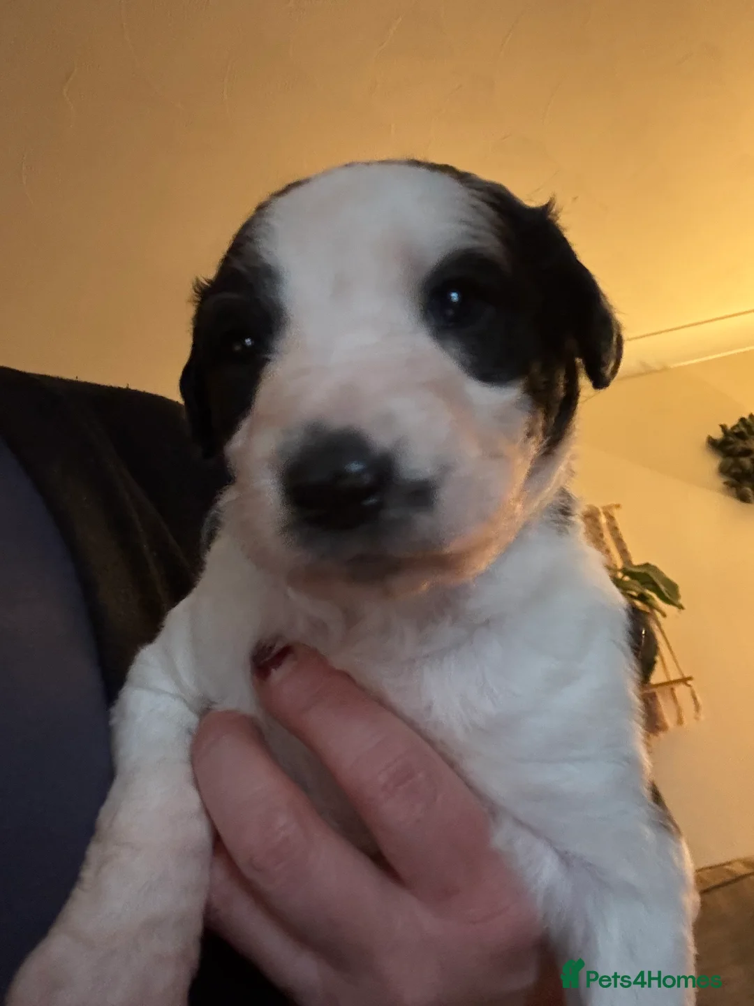 Mixed Breed dogs for sale: Whippet puppies  - Advert 13