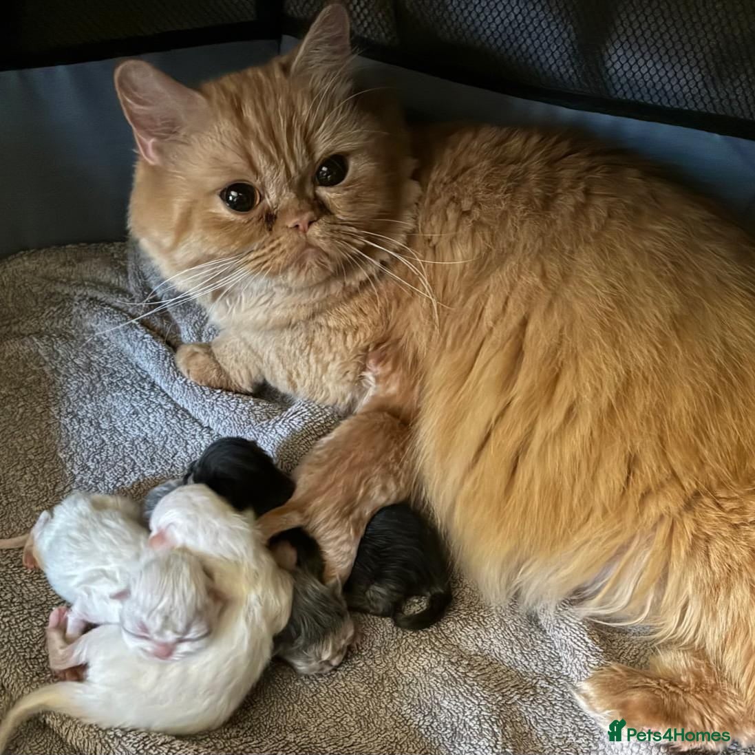 Persian cats Gorgeous Blue Persian female 7 weeks. - Advert 4