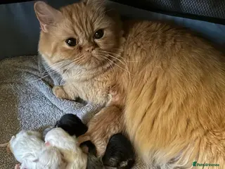 Persian cats Gorgeous Blue Persian female 7 weeks. - Advert 1