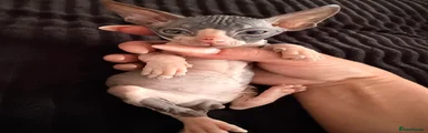 Sphynx 2
