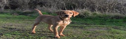Labrador Retriever dogs for stud: Our Handsome FULLY HEALTH Tested Fox Red Stud Dog in Bristol - Advert 9