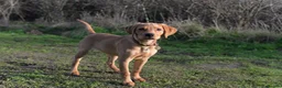 Labrador Retriever dogs for stud: Our Handsome FULLY HEALTH Tested Fox Red Stud Dog in Bristol - Advert 9