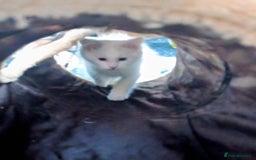 Ragdoll cats for sale: Pedigree Ragdolls for sale £495 - Image 21