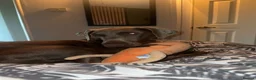 Dobermann dogs for sale: Doberman KC reg - Advert 4