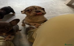 French Bulldog dogs for sale: Pedagree & KC registered French bulldog - Image 9