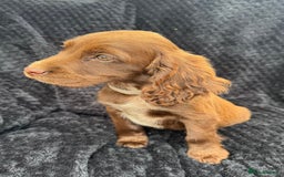 Cocker Spaniel dogs for sale: Beautiful Female Cocker Spaniel Puppies  - Image 2