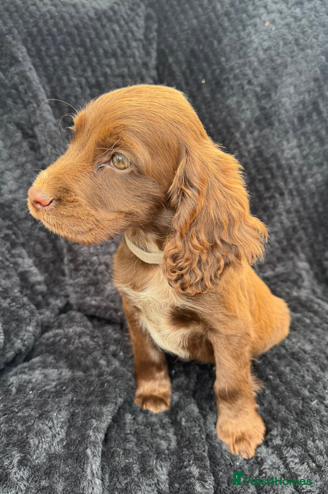 Cocker Spaniel dogs for sale: Beautiful Female Cocker Spaniel Puppies  - Image 2