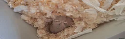 Hamster rodents for sale: Hamster  in Manchester - Advert 2