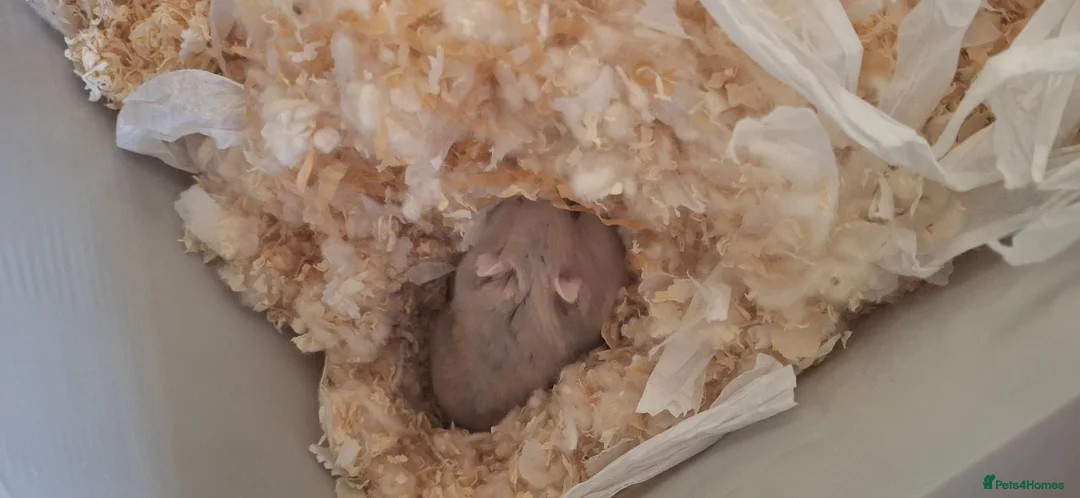 Hamster rodents for sale: Hamster  in Manchester - Advert 2