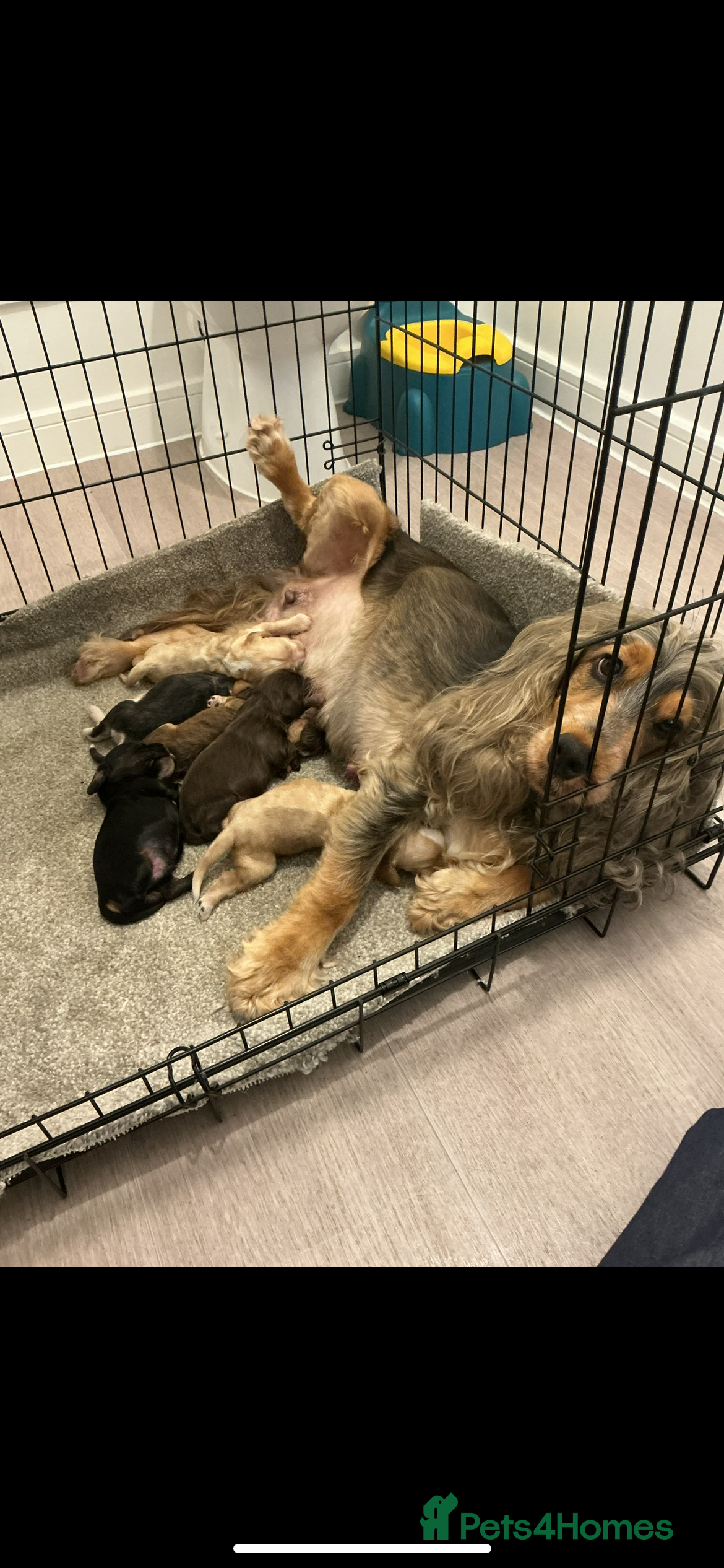 Cocker Spaniel dogs Beautiful litter of kc cocker spaniel pups 🐾 - Advert 2