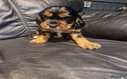 Cocker Spaniel dogs for sale: Stunning kc working cocker spaniels - Image 30