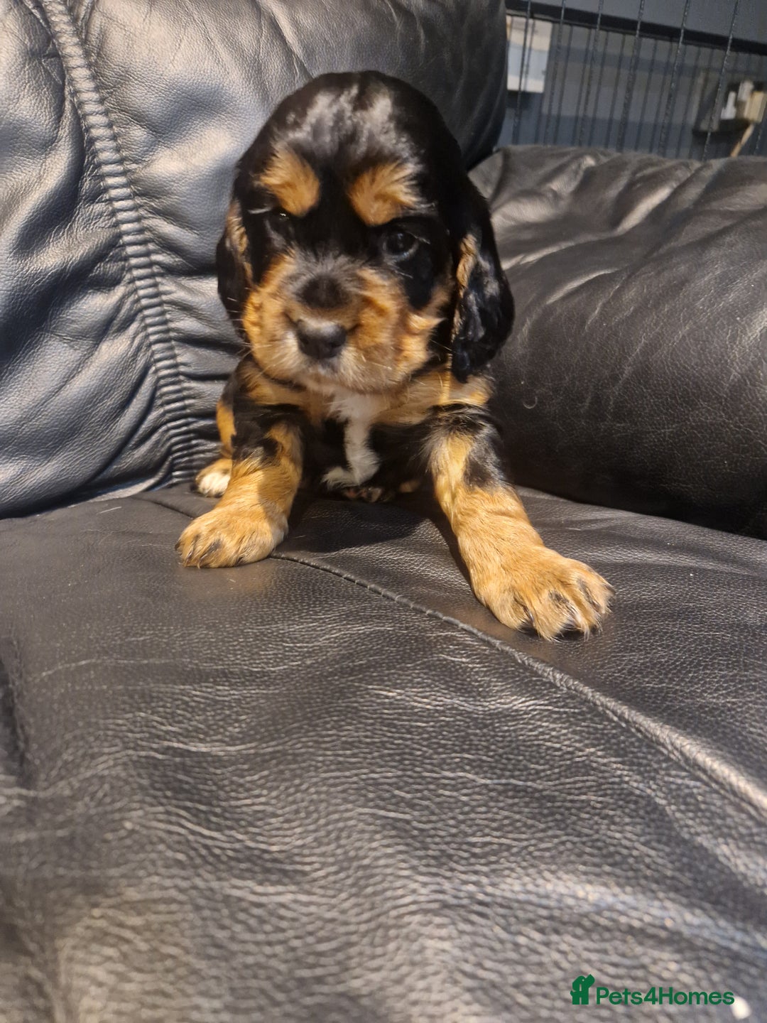 Cocker Spaniel dogs for sale: Stunning kc working cocker spaniels - Image 30