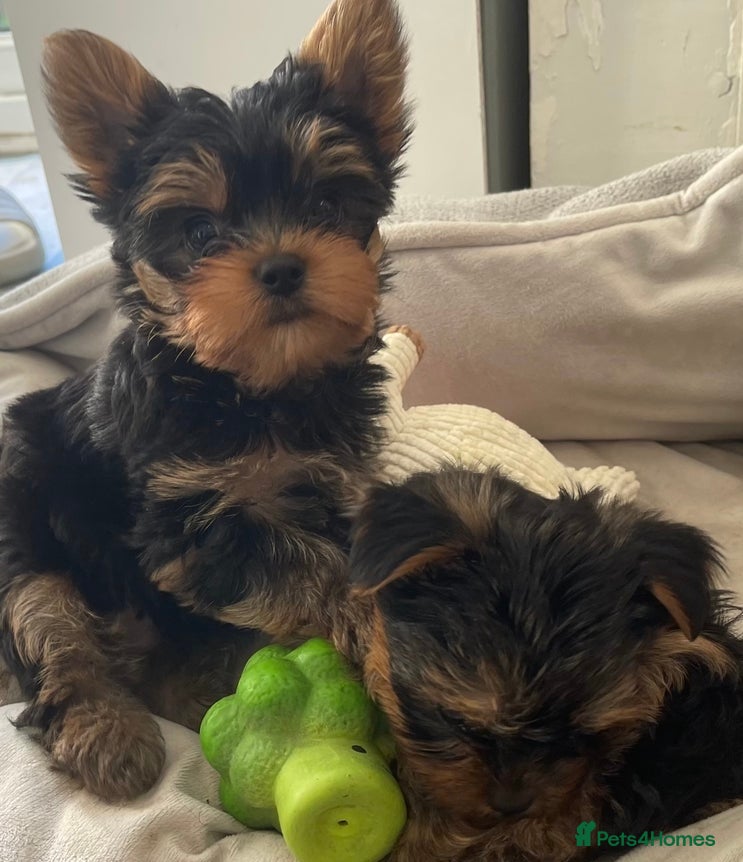 Yorkshire Terrier dogs Adorable Girl and Boy Mini Yorkshire Terrier pups - Advert 1