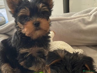 Yorkshire Terrier dogs Adorable Girl and Boy Mini Yorkshire Terrier pups - Advert 1