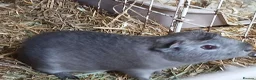 Guinea Pig rodents for sale: Baby boar Guinea Pigs for sale.  - Advert 2