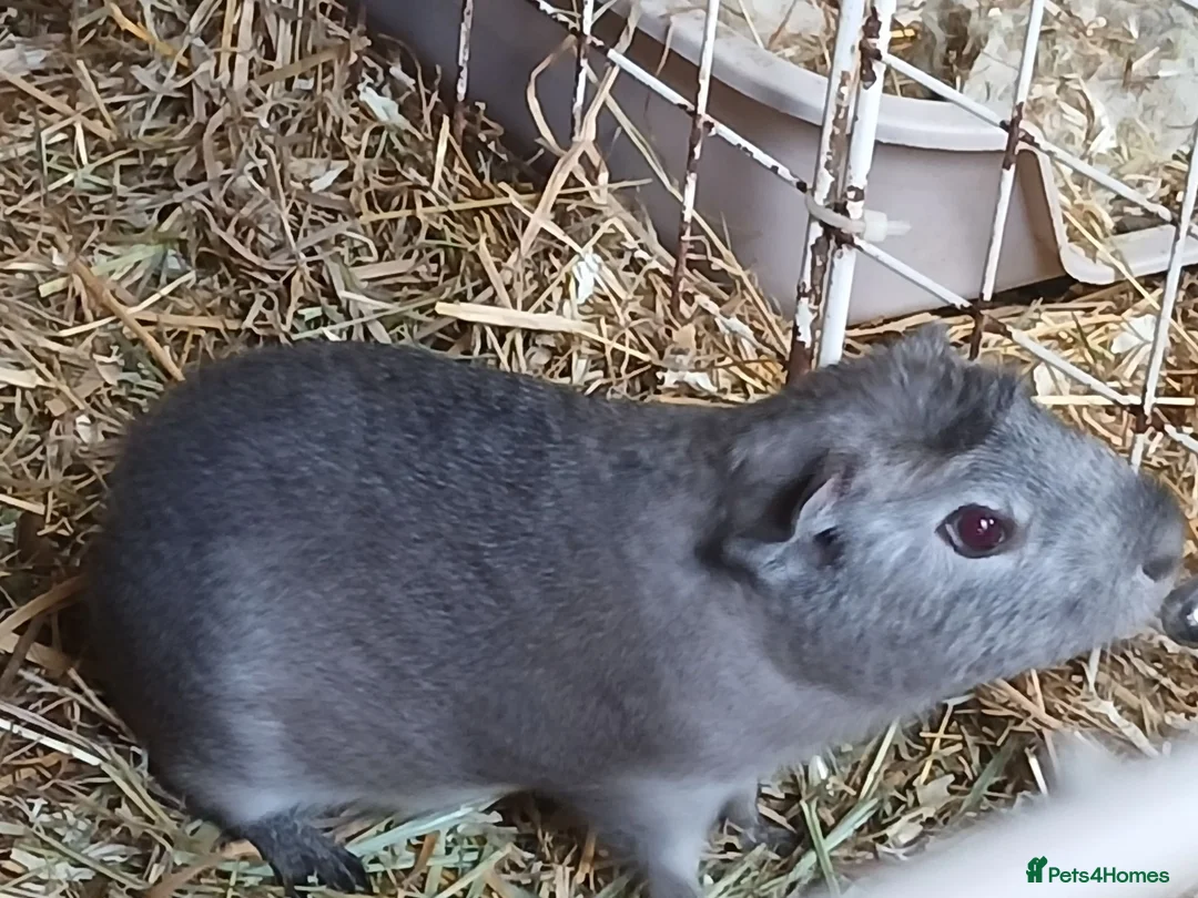 Guinea Pig rodents for sale: Baby boar Guinea Pigs for sale.  - Advert 2