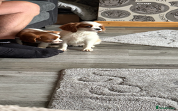 Cavalier King Charles Spaniel dogs for sale: Ready now Kennel club dna  clear cavalier puppies  - Image 25