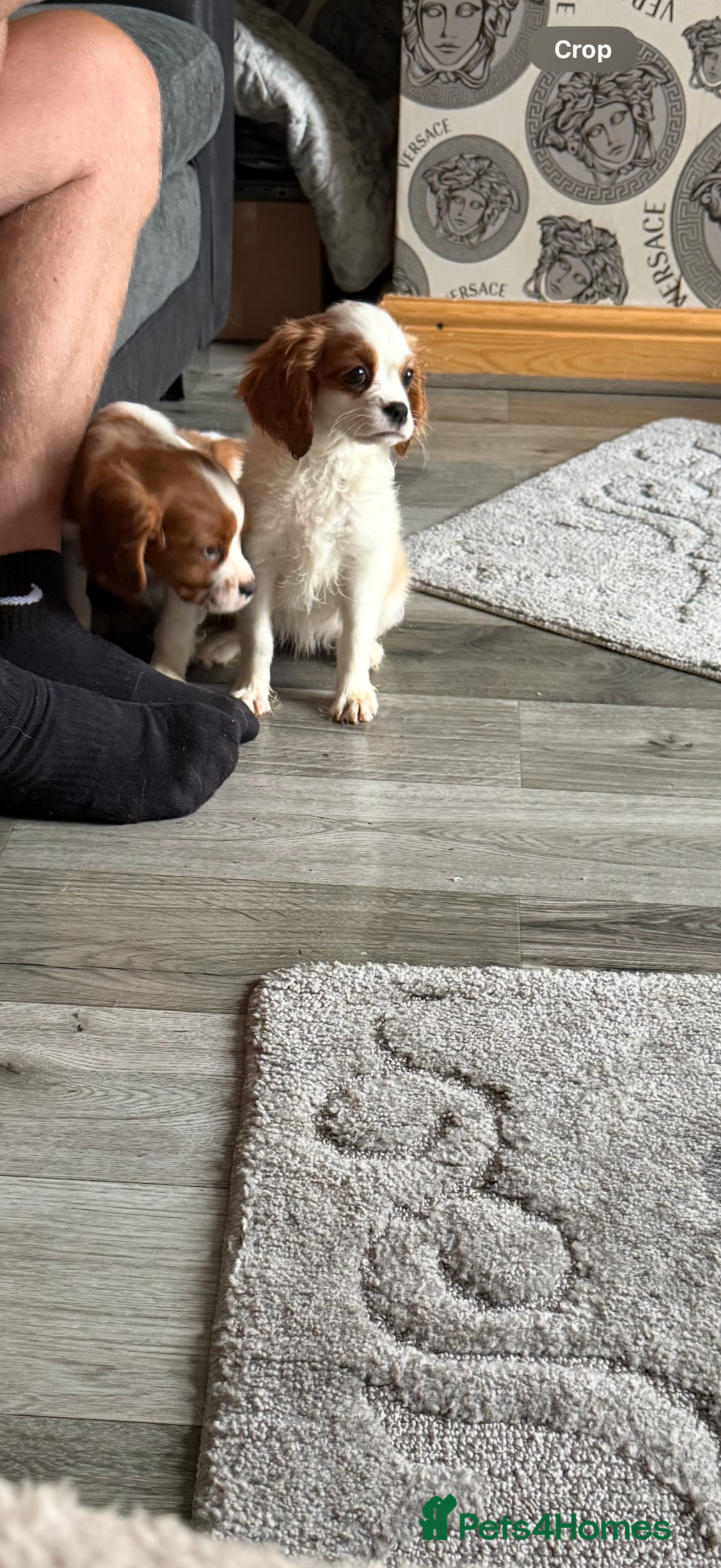 Cavalier King Charles Spaniel dogs for sale: Ready now Kennel club dna  clear cavalier puppies  - Image 25