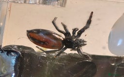 Spiders invertebrates for sale: 3 x female young adult jumping  spiders phidippus - Image 11