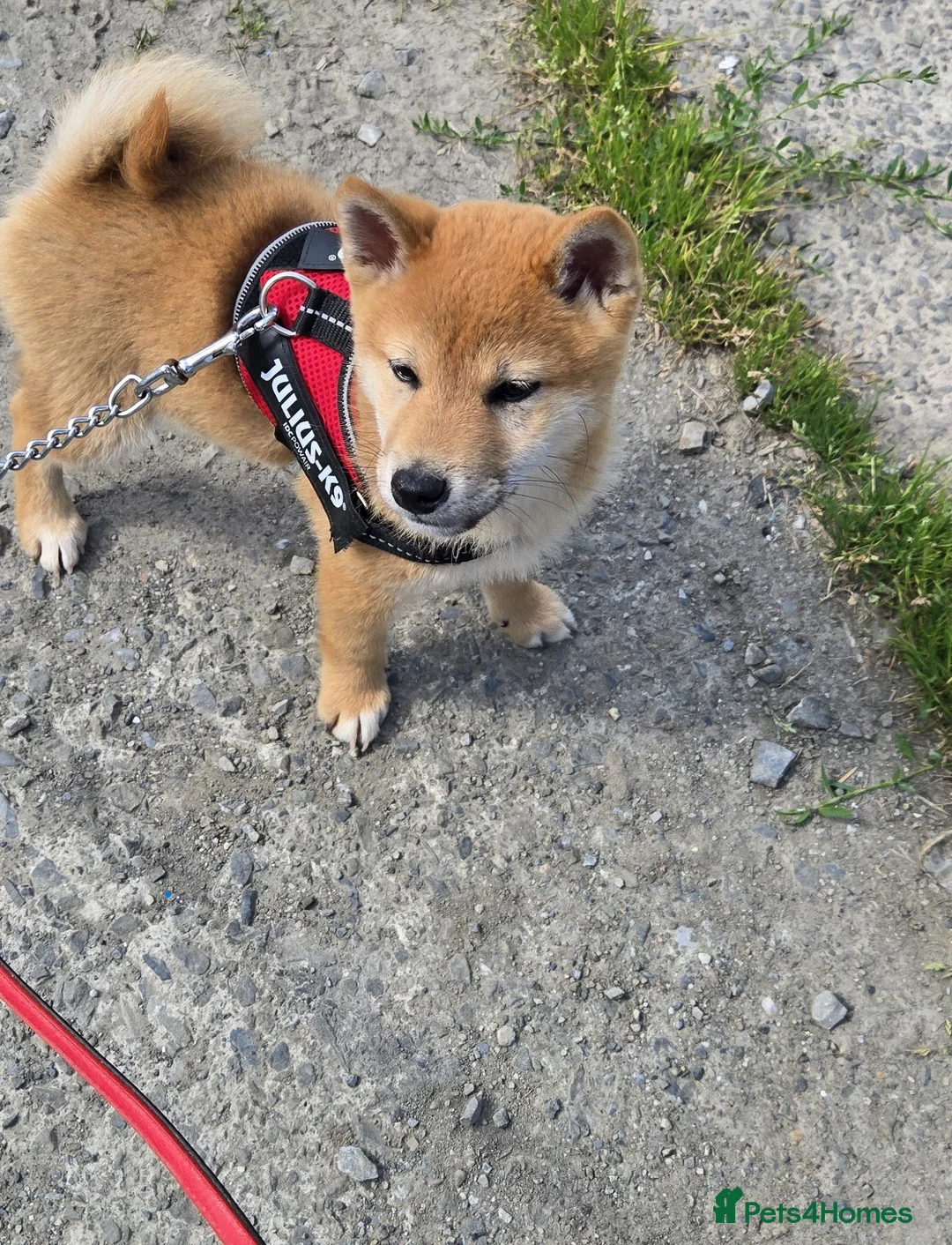 Gallery Image {{count}}