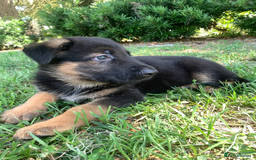 German Shepherd dogs for sale: Kc reg, health test parents german shepherds pups - Image 8