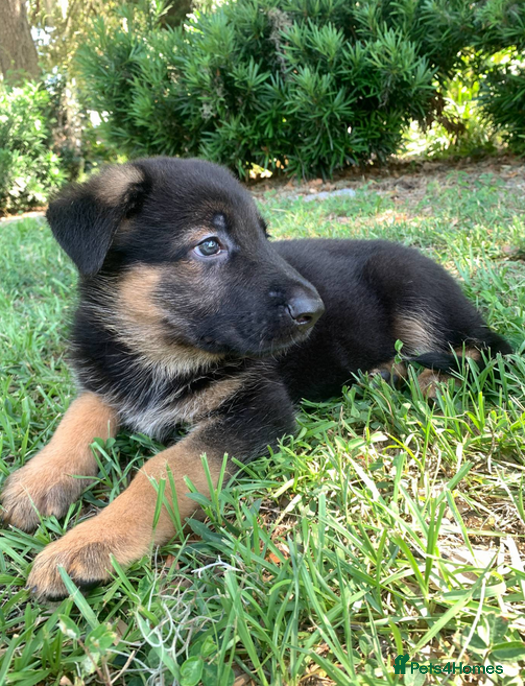 German Shepherd dogs for sale: Kc reg, health test parents german shepherds pups - Image 8