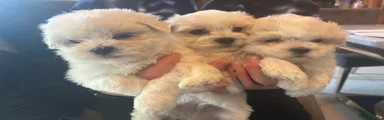 Maltese 3