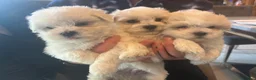 Maltese dogs for sale: Maltese puppies - Advert 1