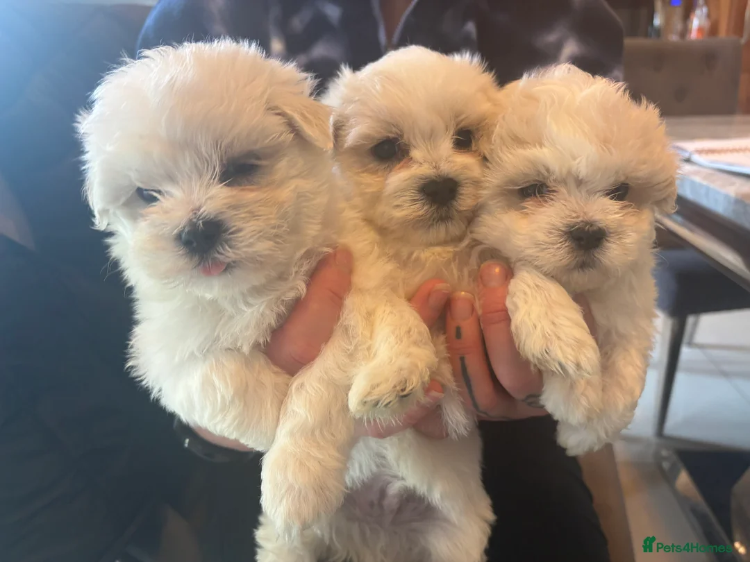 Maltese dogs for sale: Maltese puppies - Advert 1