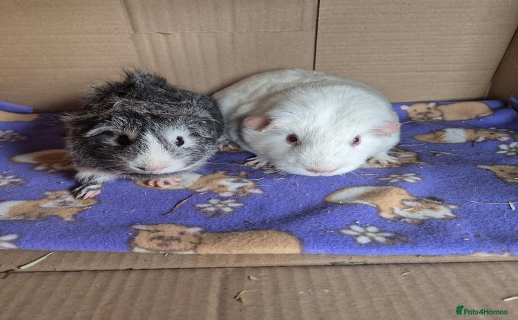 Guinea Pig rodents - Advert 6