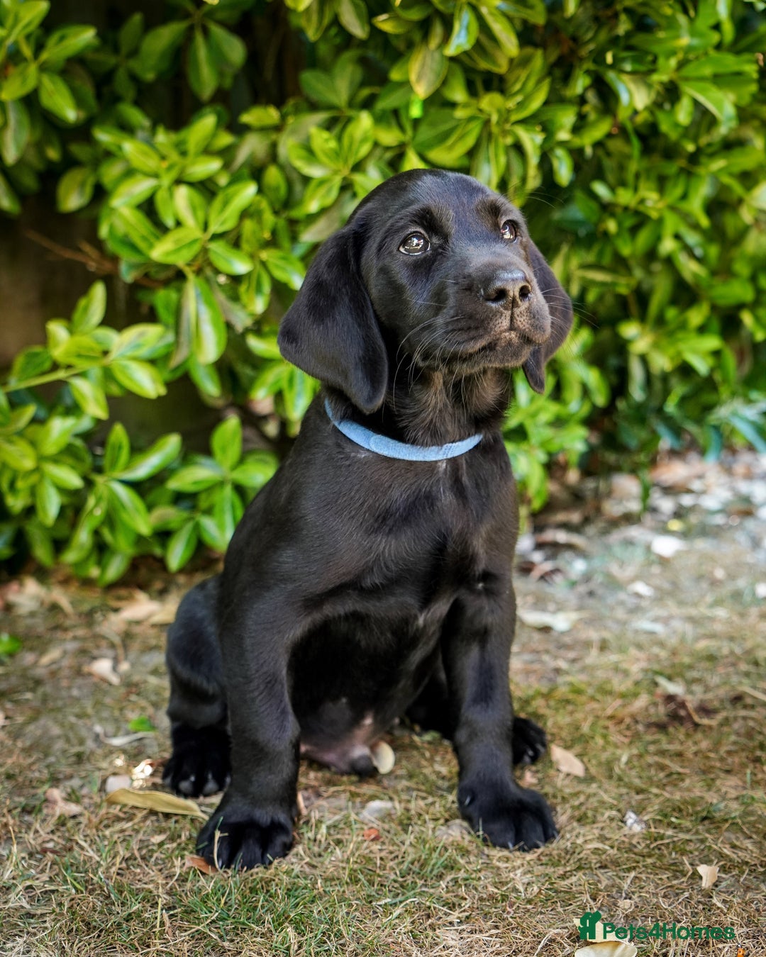 Labrador Retriever dogs for sale: Working Labrador puppies - Image 7