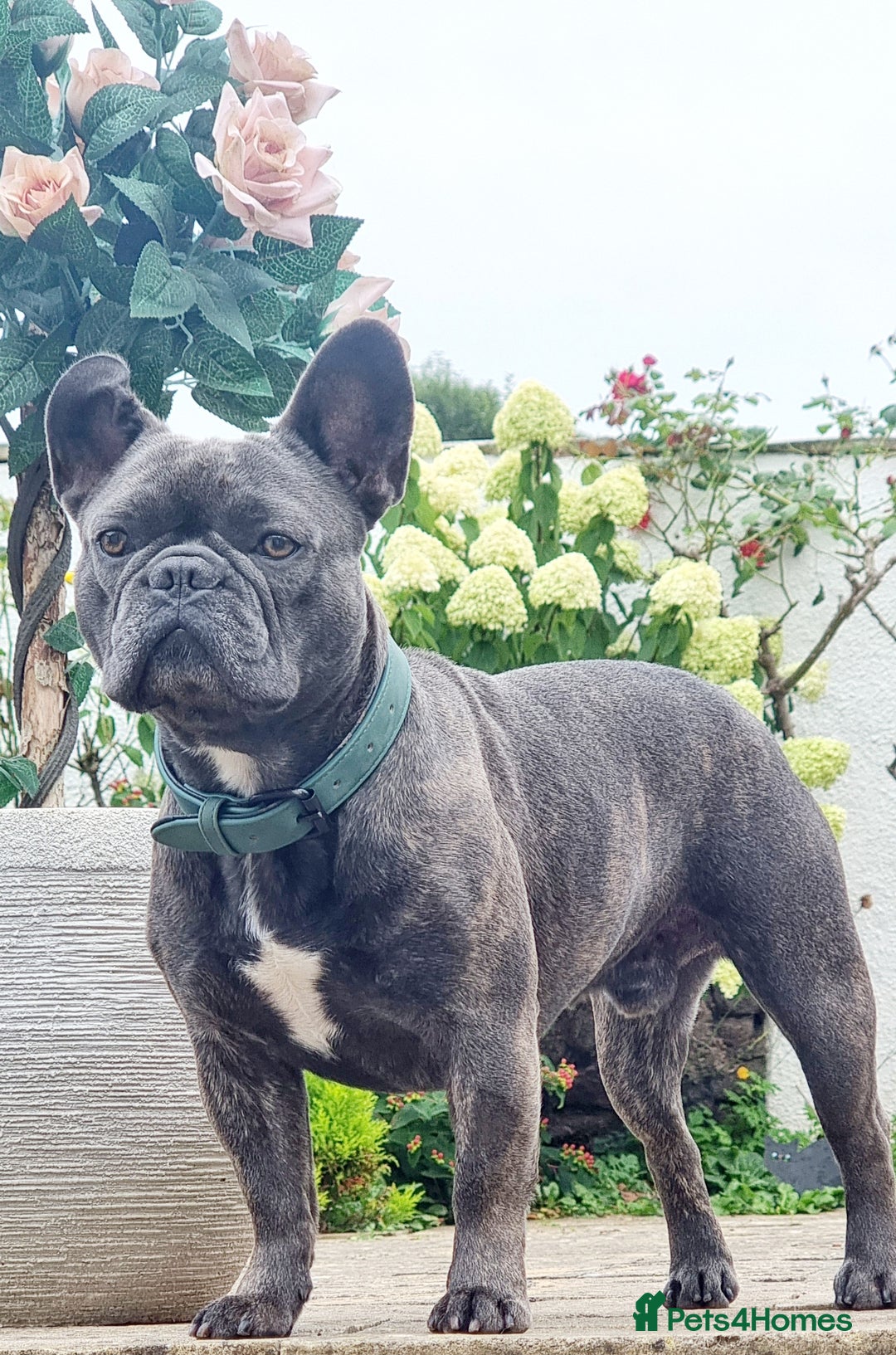 French Bulldog dogs for sale: Freddie  - Image 2