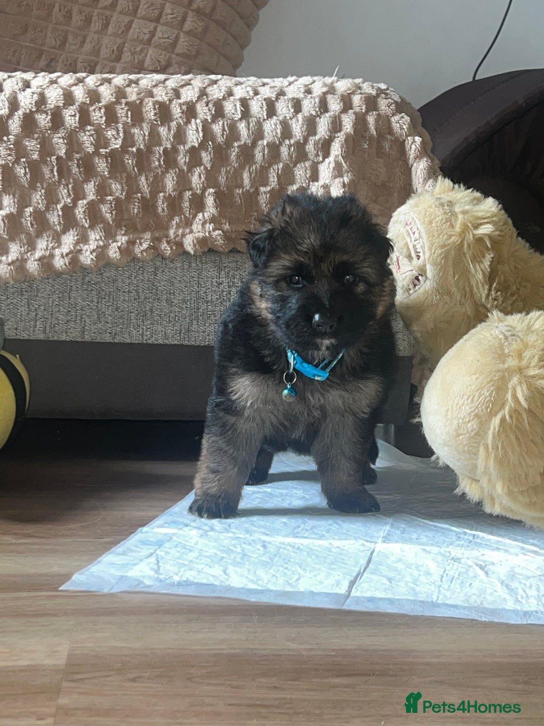 German Shepherd dogs for sale: 🏆quality KC registered long haired GSD pups🏆 - Image 24