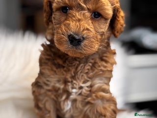 Labradoodle dogs Premium Labradoodle Puppies – DNA Line - Advert 1