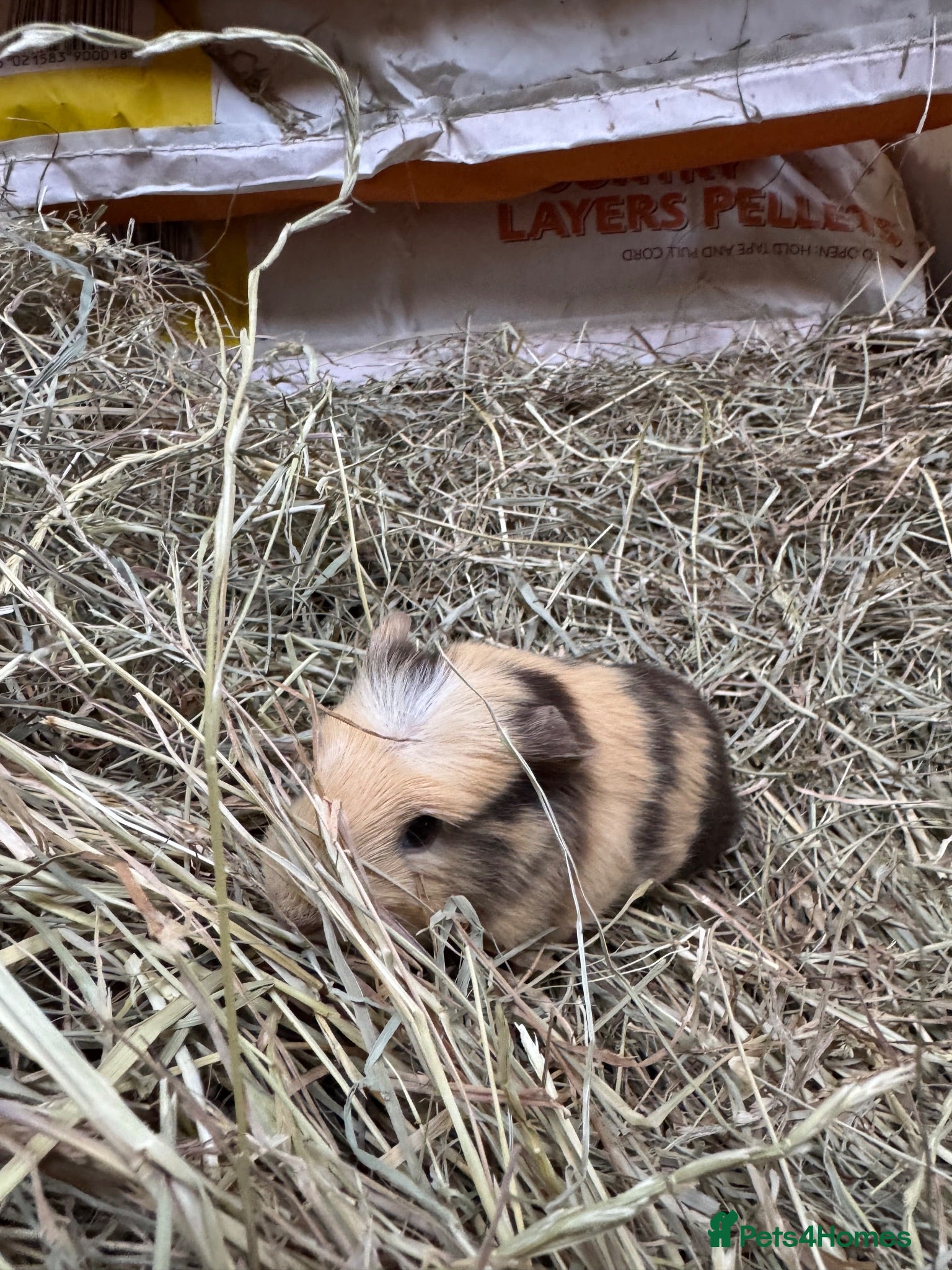 Guinea Pig rodents 6 beautiful guinea pigs very friendly - Advert 1