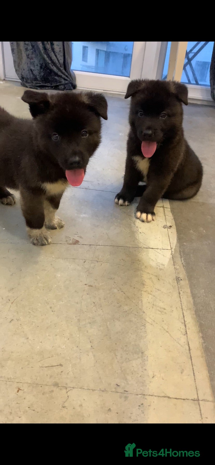 Akita dogs American Akita puppies 🐾 - Advert 13