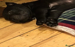 Shar Pei dogs for sale: 2 females 3 males Shar pei pups - Image 13