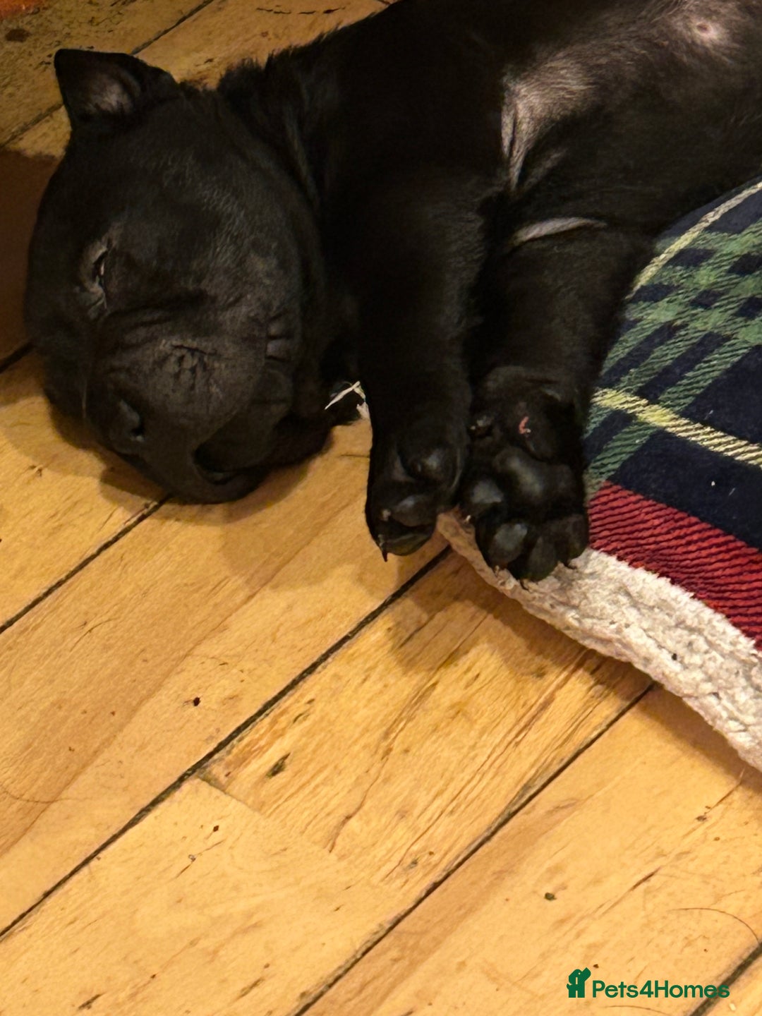 Shar Pei dogs for sale: 2 females 3 males Shar pei pups - Image 13