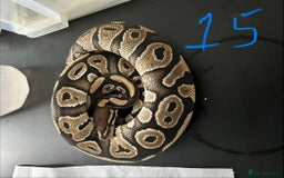 Python Snake reptiles for sale: Royal Pythons - Image 15