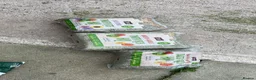 Rat rodents for sale: Male pet rats in Wigan - Advert 7