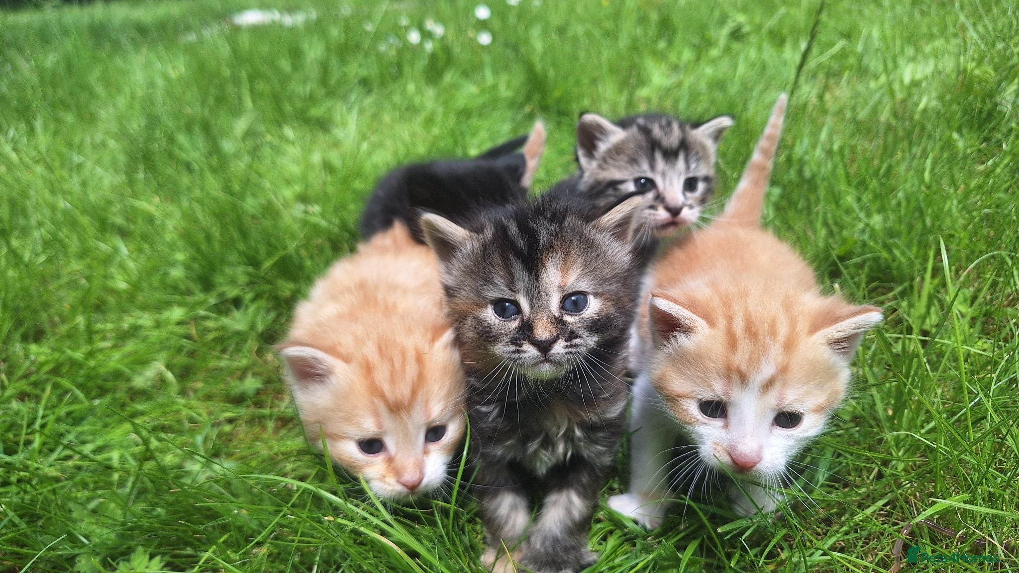 Mixed Breed cats 😼🩷Kittens looking for their forever homes💕 - Advert 10