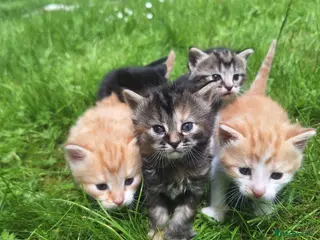 Mixed Breed cats 😼🩷Kittens looking for their forever homes💕 - Advert 16