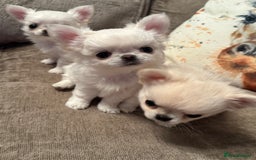 Chihuahua dogs for sale: KC qulity LC cream/white chihuahua puppies  - Image 10