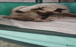 Ragdoll cats for sale: The last three cuddles - Image 9